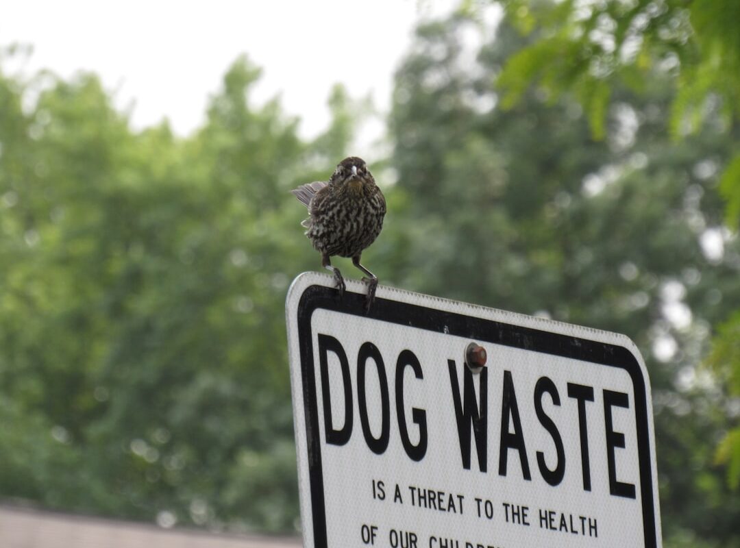 Le perroquet cambrioleur et le chien complice : le casse du bocal qui fait mourir de rire TikTok