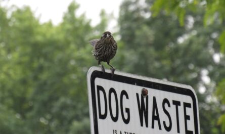 Le perroquet cambrioleur et le chien complice : le casse du bocal qui fait mourir de rire TikTok