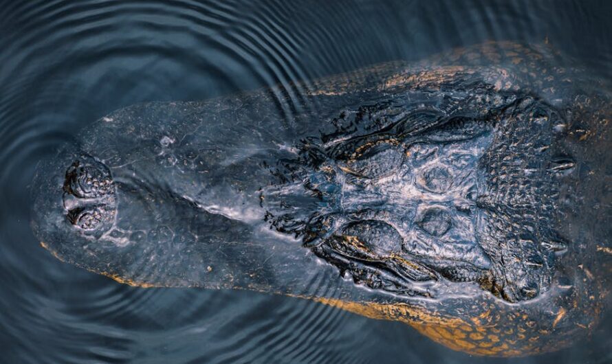 À Roubaix, un pêcheur à l’aimant remonte… un caïman dans un sac de couchage