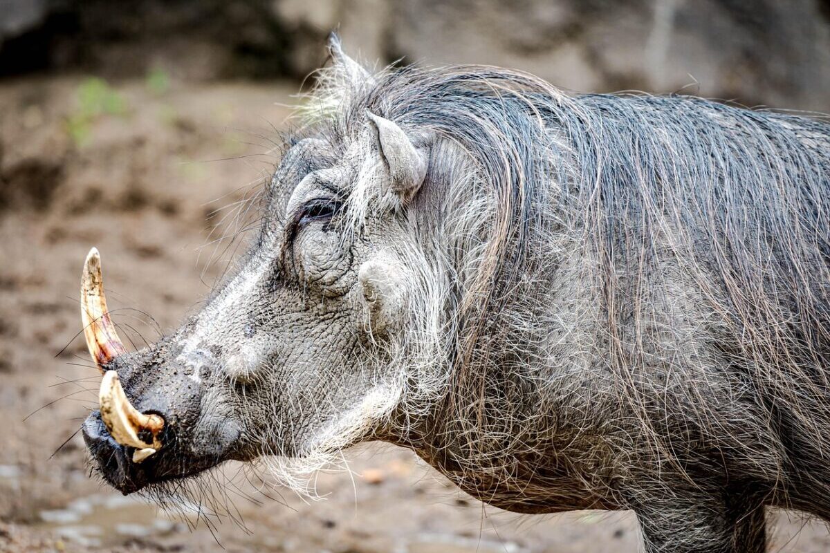 À Varsovie, un robot influenceur s’est mis à courser des sangliers… et Internet adore
