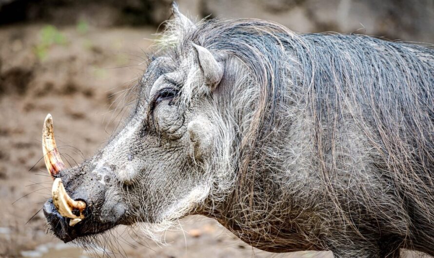 À Varsovie, un robot influenceur s’est mis à courser des sangliers… et Internet adore