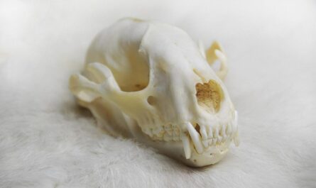 Le journal secret de RFK Jr ressort… et c’est encore plus bizarre que vous l’imaginez