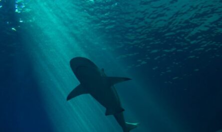 Un géant de 10 mètres repéré en Méditerranée… et non, ce n’est pas le tournage des Dents de la mer