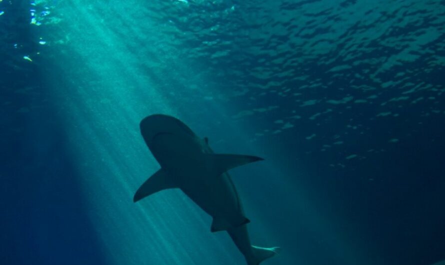 Un géant de 10 mètres repéré en Méditerranée… et non, ce n’est pas le tournage des Dents de la mer