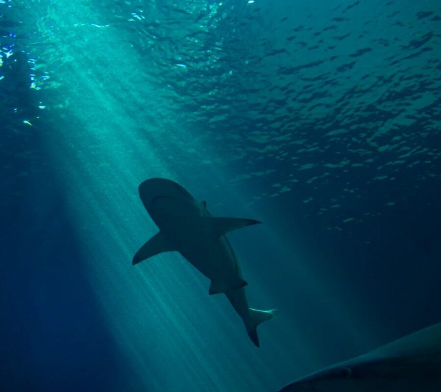 Un géant de 10 mètres repéré en Méditerranée… et non, ce n’est pas le tournage des Dents de la mer