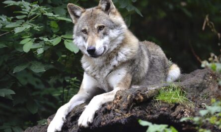 Un loup filmé près de Lyon : non, ce n’était pas un gros chien en vadrouille