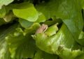 Il ouvre son sachet de laitue… et tombe sur une grenouille vivante