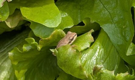 Il ouvre son sachet de laitue… et tombe sur une grenouille vivante