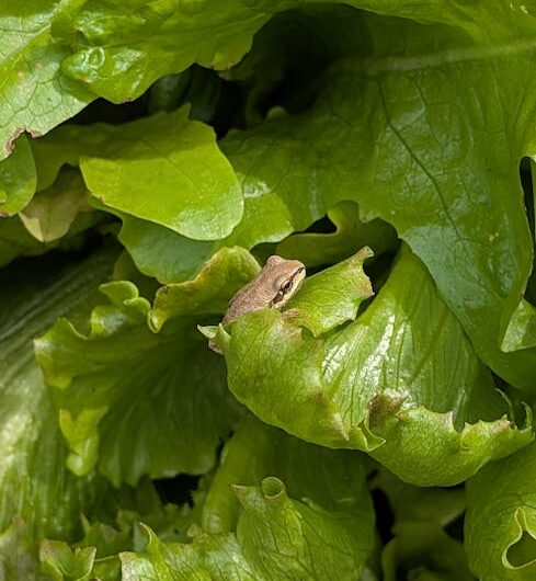 Il ouvre son sachet de laitue… et tombe sur une grenouille vivante