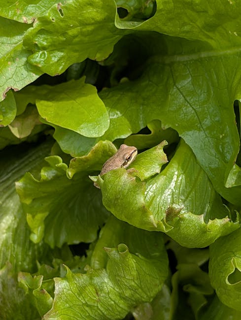 Il ouvre son sachet de laitue… et tombe sur une grenouille vivante