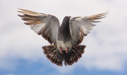 À Dijon, tout le monde cherche Mimi, le pigeon en couche et nœud papillon