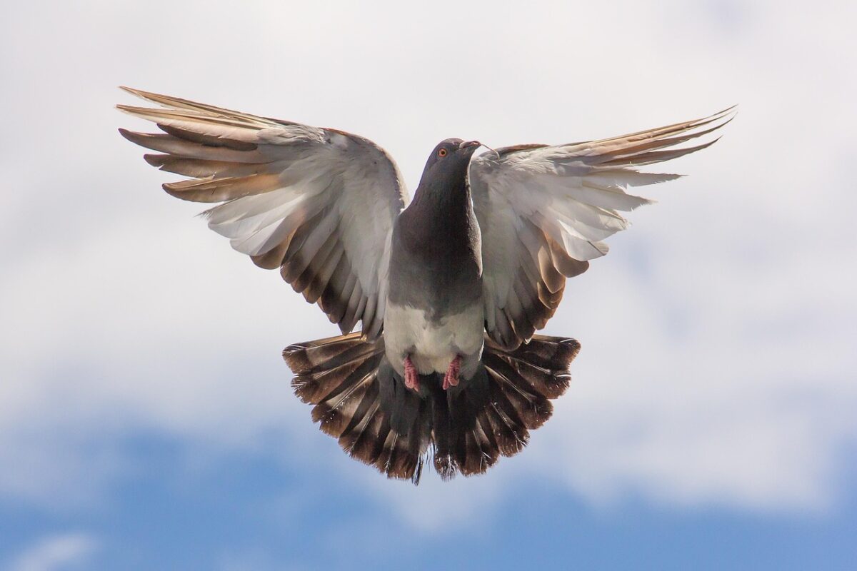 À Dijon, tout le monde cherche Mimi, le pigeon en couche et nœud papillon