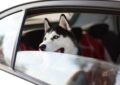 Ce Husky refuse de rentrer chez lui… et son cinéma fait hurler de rire Internet