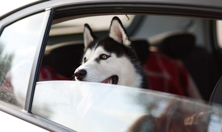 Ce Husky refuse de rentrer chez lui… et son cinéma fait hurler de rire Internet