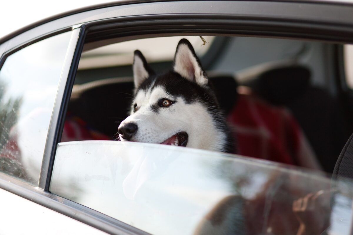Ce Husky refuse de rentrer chez lui… et son cinéma fait hurler de rire Internet