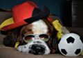 Cette chienne du Var prédit la Coupe du monde… et elle a déjà bluffé Internet