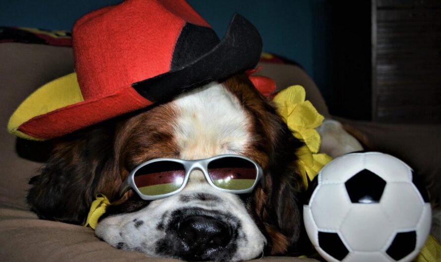 Cette chienne du Var prédit la Coupe du monde… et elle a déjà bluffé Internet