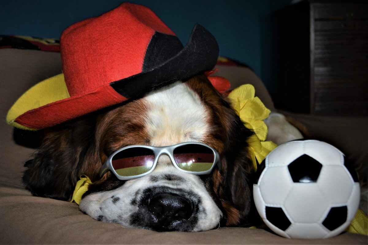Cette chienne du Var prédit la Coupe du monde… et elle a déjà bluffé Internet