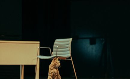 Le final de Roméo et Juliette saboté par un chat : la vidéo que je n’attendais pas