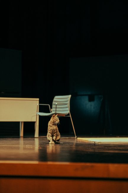 Le final de Roméo et Juliette saboté par un chat : la vidéo que je n’attendais pas