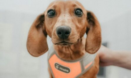 Le vétérinaire fait vomir un Rottweiler… et ce qui sort laisse sa maîtresse cramoisie