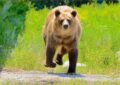 Même Ludovic Pommeret a dû lever le pied… à cause d’un ours