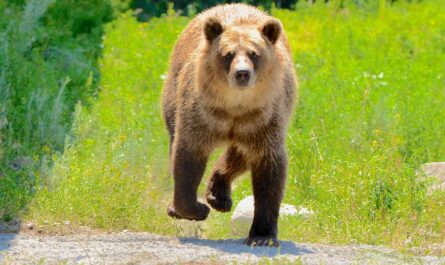 Même Ludovic Pommeret a dû lever le pied… à cause d’un ours