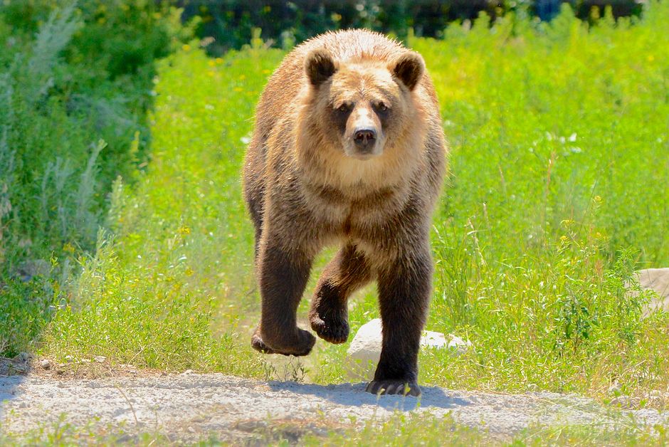 Même Ludovic Pommeret a dû lever le pied… à cause d’un ours
