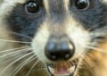 À Seattle, un raton laveur malformé est devenu la star la plus improbable d’Internet