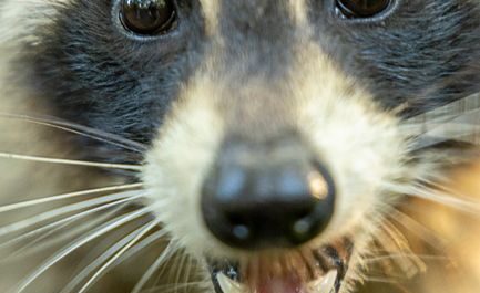 À Seattle, un raton laveur malformé est devenu la star la plus improbable d’Internet