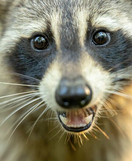 À Seattle, un raton laveur malformé est devenu la star la plus improbable d’Internet