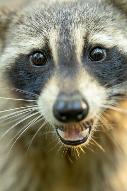 À Seattle, un raton laveur malformé est devenu la star la plus improbable d’Internet
