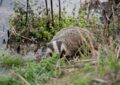 Il croit voir un chien… c’était un énorme blaireau en pleine ville