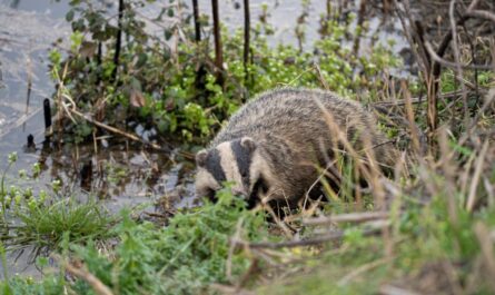 Il croit voir un chien… c’était un énorme blaireau en pleine ville