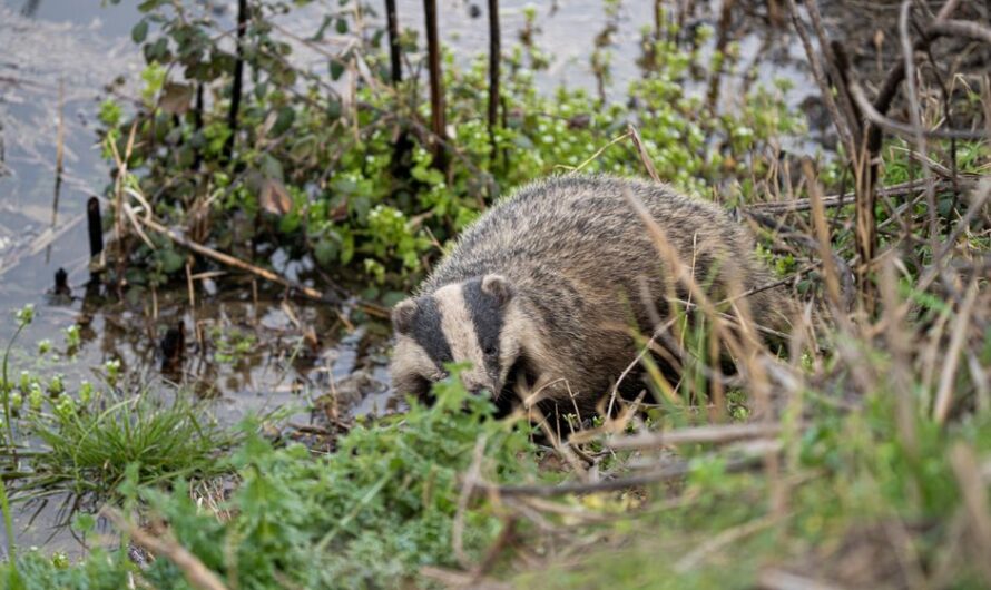 Il croit voir un chien… c’était un énorme blaireau en pleine ville