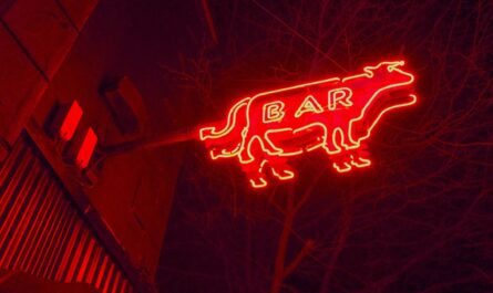 Une vache débarque dans un bar en Espagne… et commande presque le petit-déjeuner