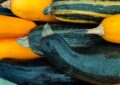 En Ariège, une fête de la courgette transforme les légumes en stars complètement déjantées