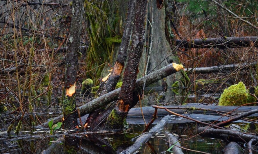 Le castor d’Alsace qui a “garé” un arbre sur une voiture