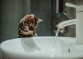 Son chat ouvre le robinet en pleine nuit… et transforme l’appartement en piscine