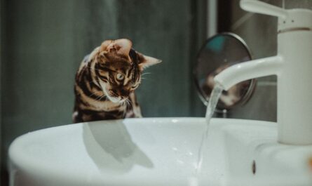 Son chat ouvre le robinet en pleine nuit… et transforme l’appartement en piscine