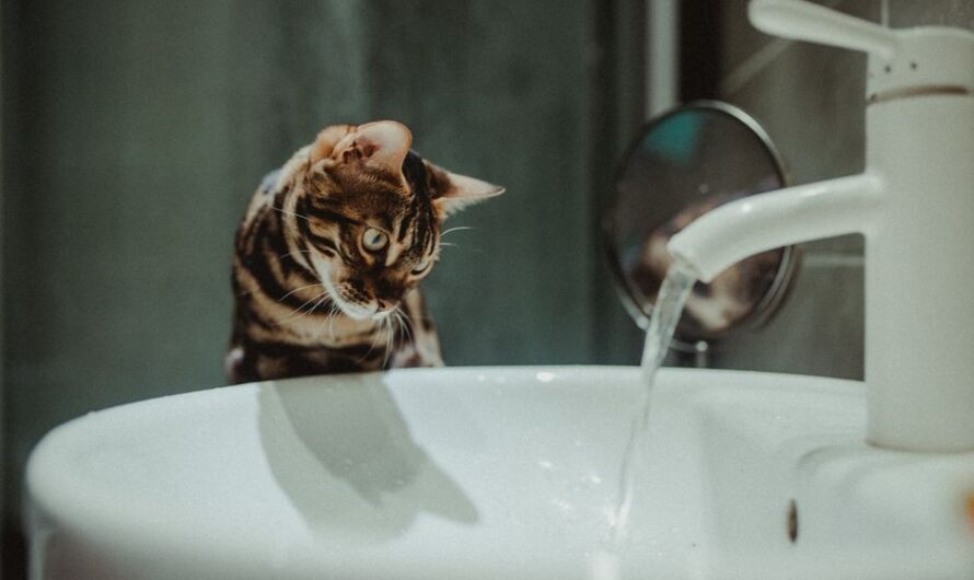 Son chat ouvre le robinet en pleine nuit… et transforme l’appartement en piscine