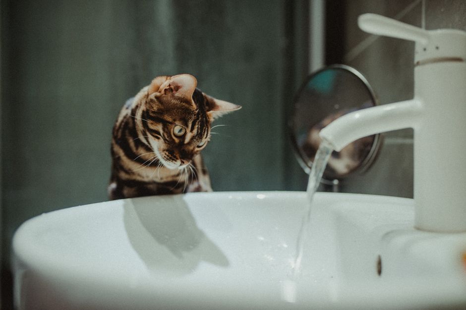 Son chat ouvre le robinet en pleine nuit… et transforme l’appartement en piscine