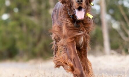 Cette chienne a organisé une évasion collective en pension… et franchement, elle mérite presque son spin-off