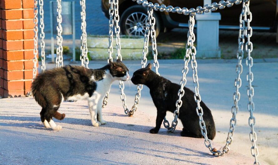 Dans le Var, une chatte tuée par balle : sa propriétaire traque la vérité