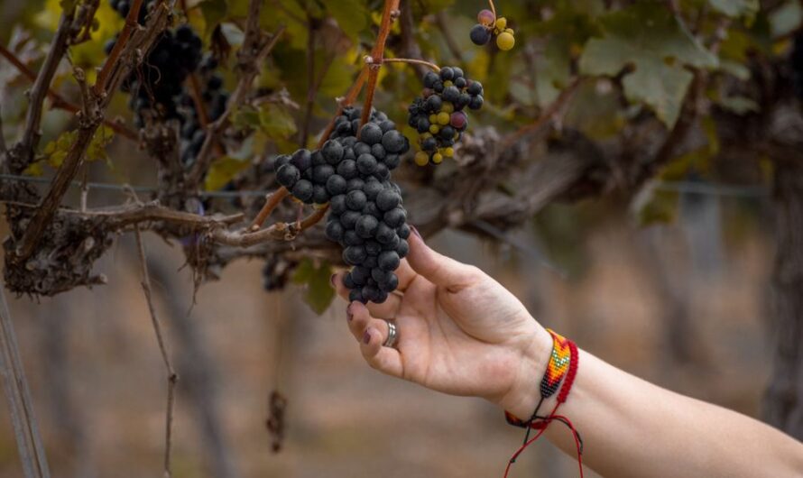 Des vendanges naturistes en Occitanie : oui, il faudra cueillir le raisin… sans pantalon