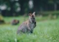 Elle ouvre sa fenêtre dans la Manche… et tombe nez à nez avec un wallaby