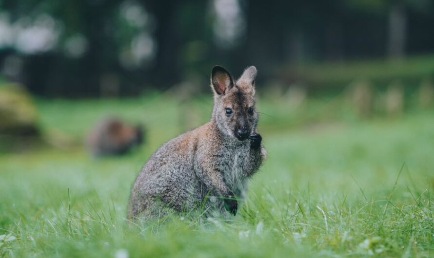 Elle ouvre sa fenêtre dans la Manche… et tombe nez à nez avec un wallaby