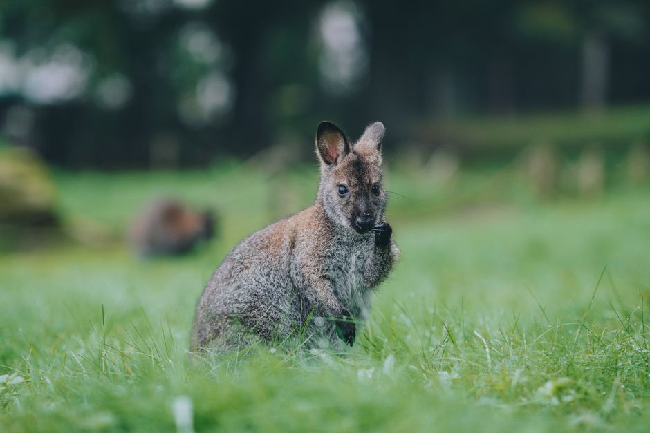Elle ouvre sa fenêtre dans la Manche… et tombe nez à nez avec un wallaby