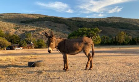 Elle part travailler à vélo… et tombe sur un âne en cavale : Charlie, roi de l’évasion, s’est offert des vacances au village