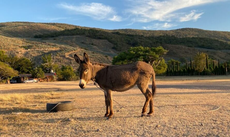 Elle part travailler à vélo… et tombe sur un âne en cavale : Charlie, roi de l’évasion, s’est offert des vacances au village